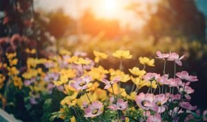 Read more about the article Beginning of SummerNulla